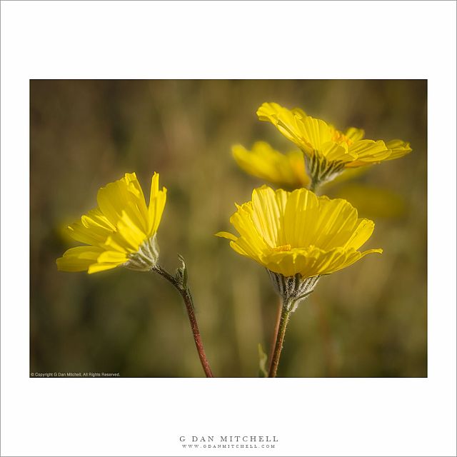 Desert Gold Flowers