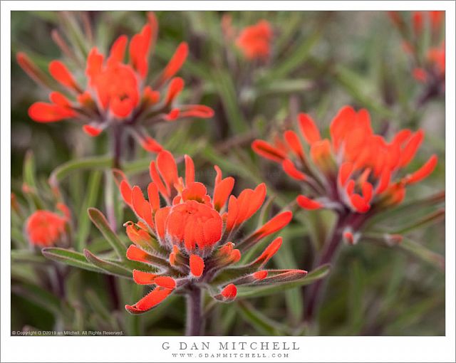 Desert Indian Paintbrush