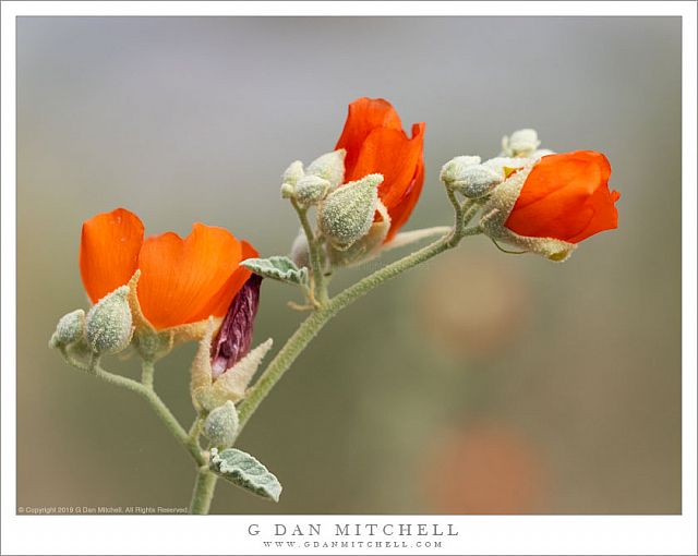 Desert Mallow Blossoms