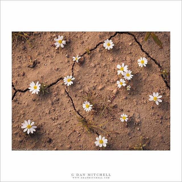 Desert Star Flowers