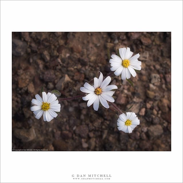 Four Desert Star Flowers