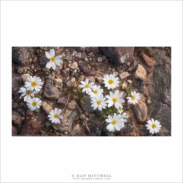 Desert Star Flowers