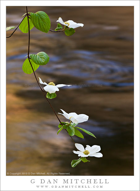 DogwoodBloomsBranchHanging20130503