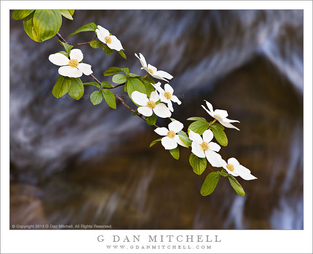 DogwoodBloomsFlowingWater20130503