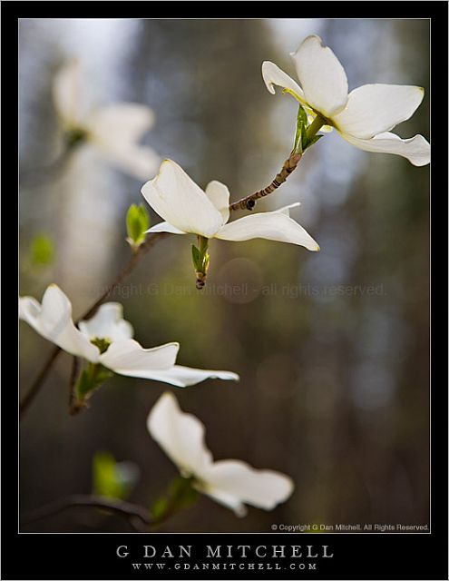 DogwoodBloomsYoseForest20080427