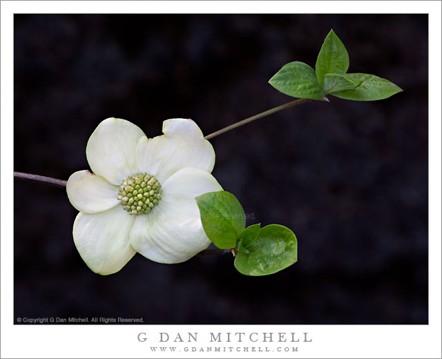 DogwoodBlossomAndLeavesYOSE20110507