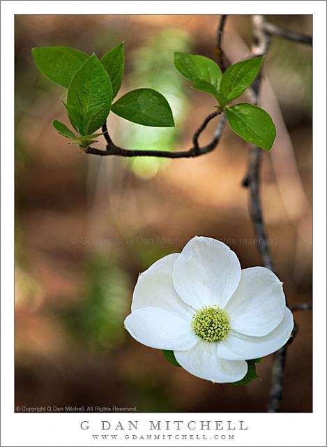 DogwoodBlossomLeavesBranch20090510