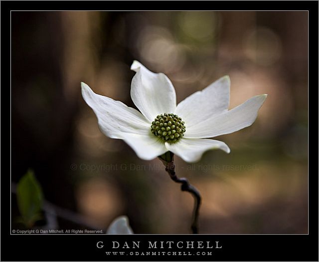 DogwoodBlossomYosemite20080427