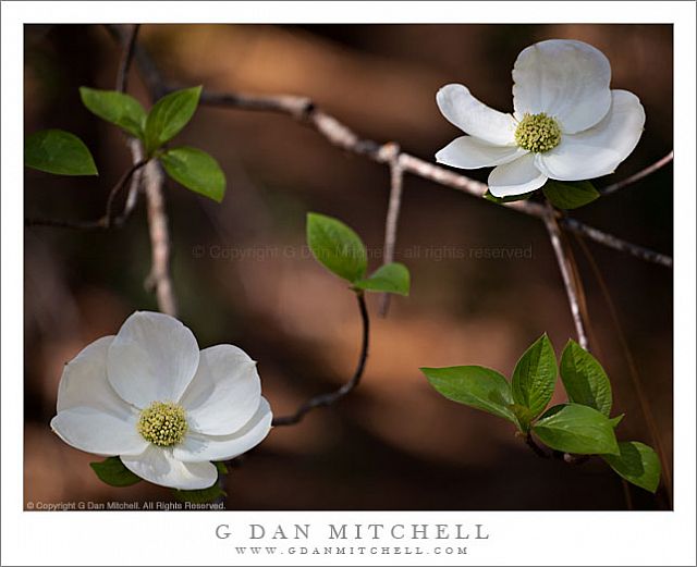 DogwoodFlowerLeaves20090510