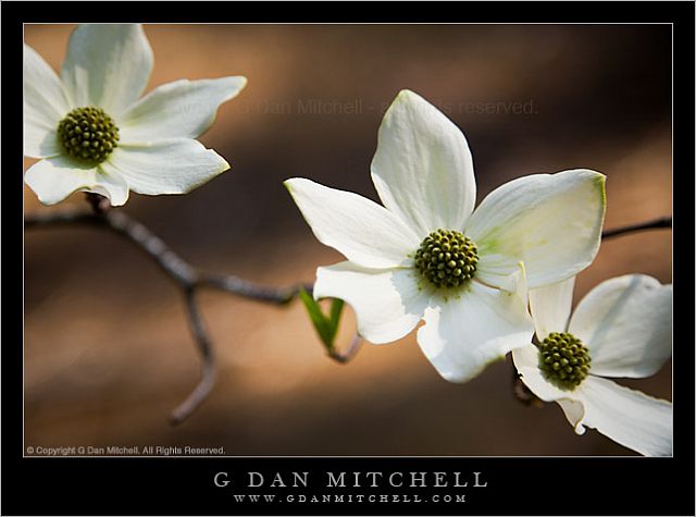 DogwoodFlowersSun20080427