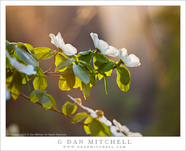 DogwoodFlowersSunsetLightYose20130503