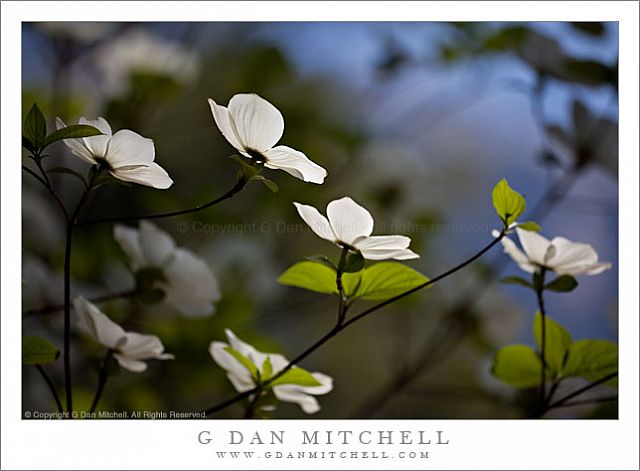 DogwoodTreeBloomYosemite20090509