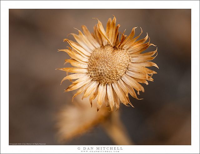 Dried Winter Flower