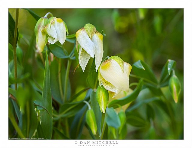 Fairy Lanterns, Spring