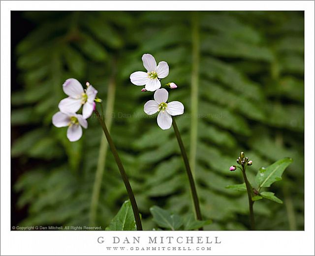 ForestFlowersMuirWoods20090321