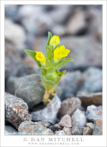 Golden Desert Snapdragon