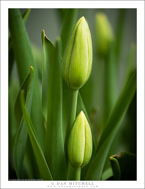 Green Tulip Buds