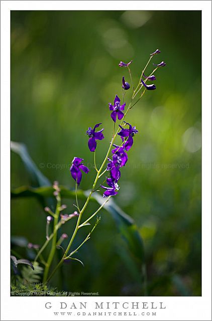 Larkspur Plant and Flowers