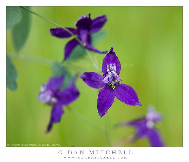 Larkspur Flowers