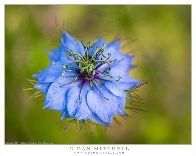 Love-In-A-Mist Flower