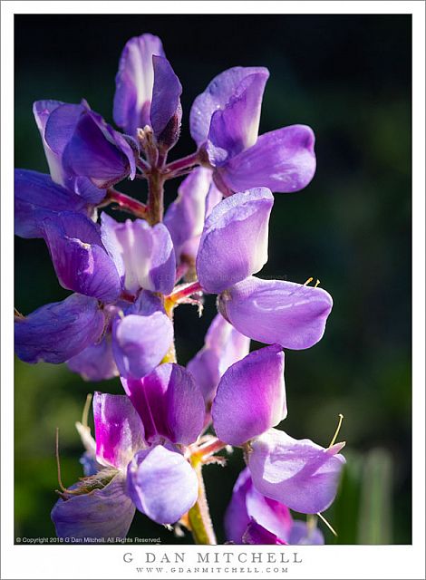 Lupine, Sunlight