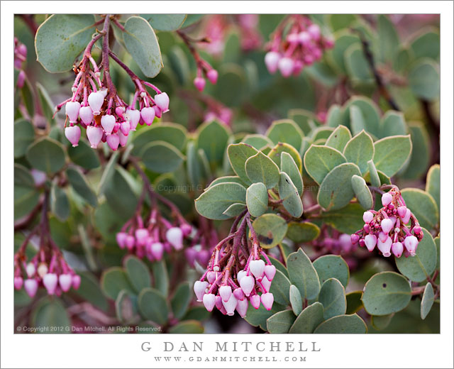 ManzanitaBlossomsYosemiteSpring20120415