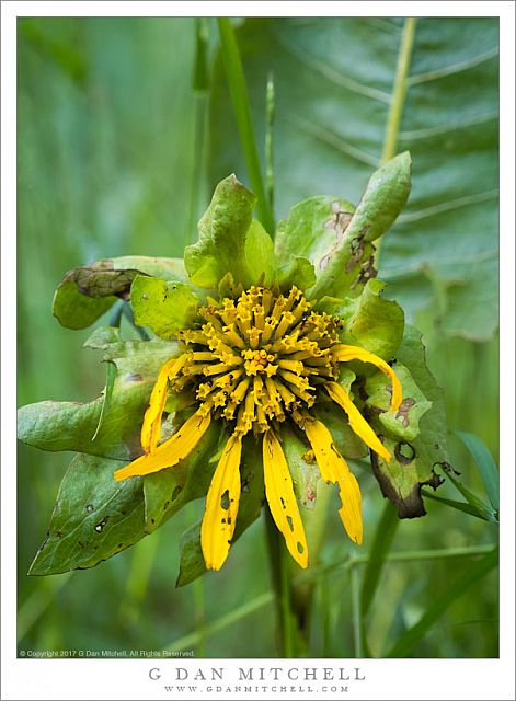 Mules Ears Flower