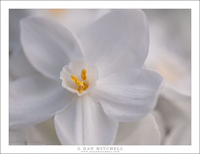 Narcissus Flower