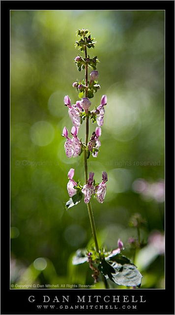 PinkAndWhiteFlowers20080426