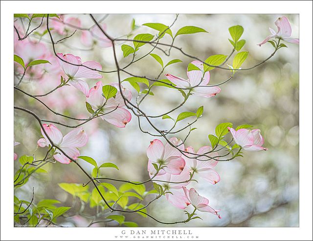 Pink Dogwood