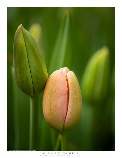 Emerging Tulip