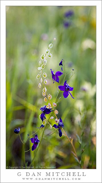 PurpleFlowersSeeds20080412