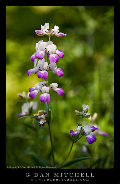 PurpleWhiteFlowers20080426