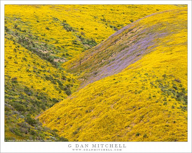 Wildflower-Covered Hills