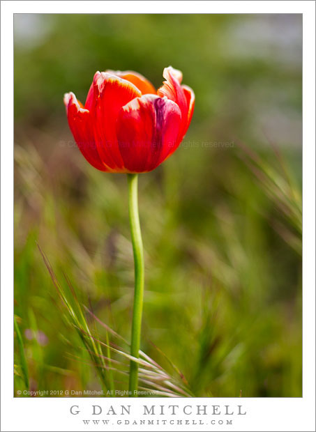 RedTulipGreenGrass20120505