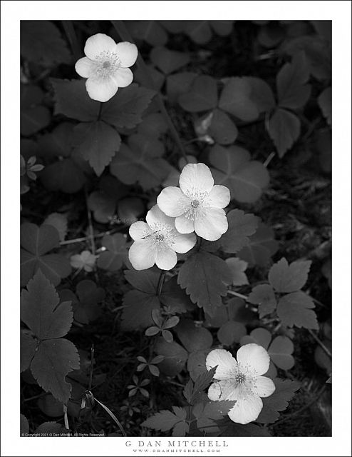 Redwood Forest Flowers