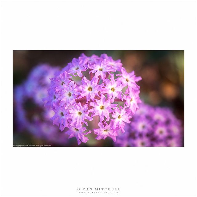 Sand Verbena Flowers