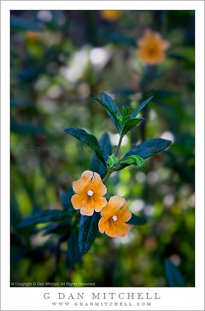 StickyMonkeyflower20090418