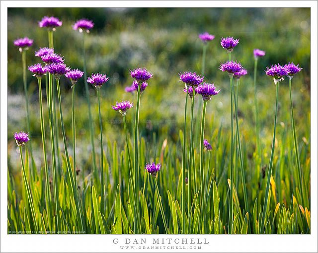 Swamp Onion Flowers