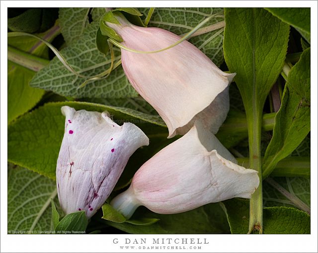 Three Discarded Flowers