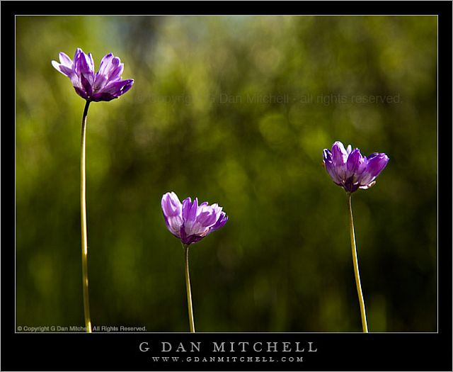 ThreePurpleFlowers20080412