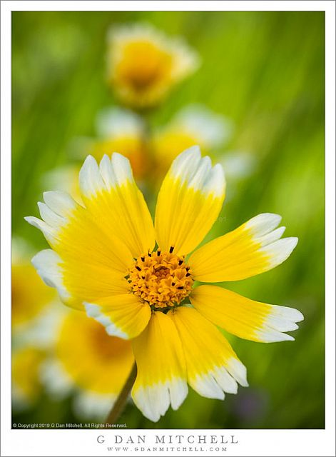 Tidy Tips Flowers And Grass