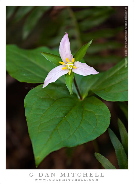 TrilliumBloomAndLeaves20130324