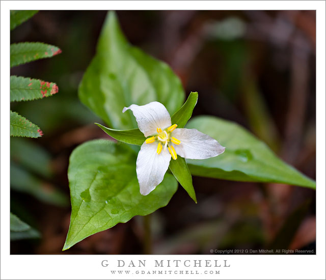 TrilliumFlowerCloseFernTipsMuirWoods20120303