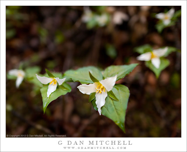 TrilliumFlowerGroupMuirWoods20120303