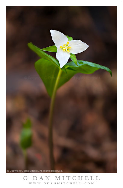 TrilliumFlowerPlantStemVert20120303