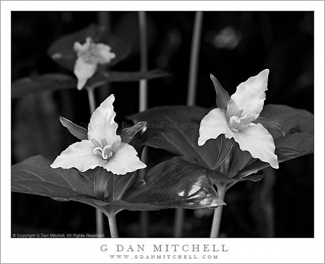 TrilliumFlowersThreeMuirWoodsBW20090308