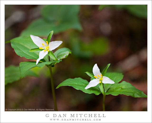 TrilliumPairSoftLightMuirWoods20120310