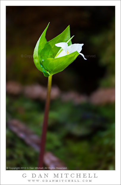 TrilliumPlantFlowerUnfolding20120303