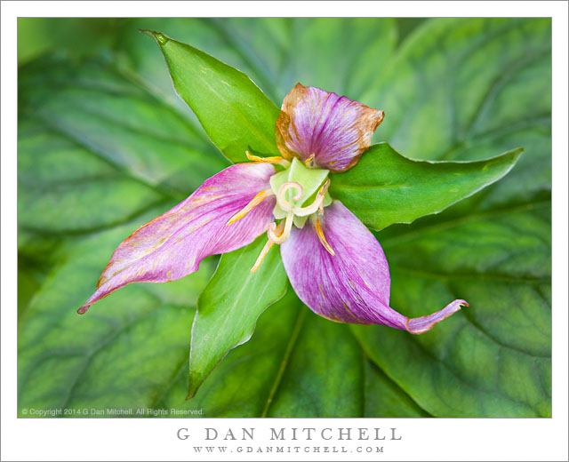 TrilliumPurpleMuirWoodsCloseUp20140314